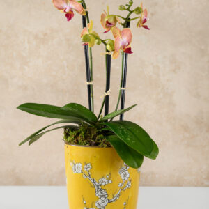 6in Tall Saffron Ceramic Pot with Saucer