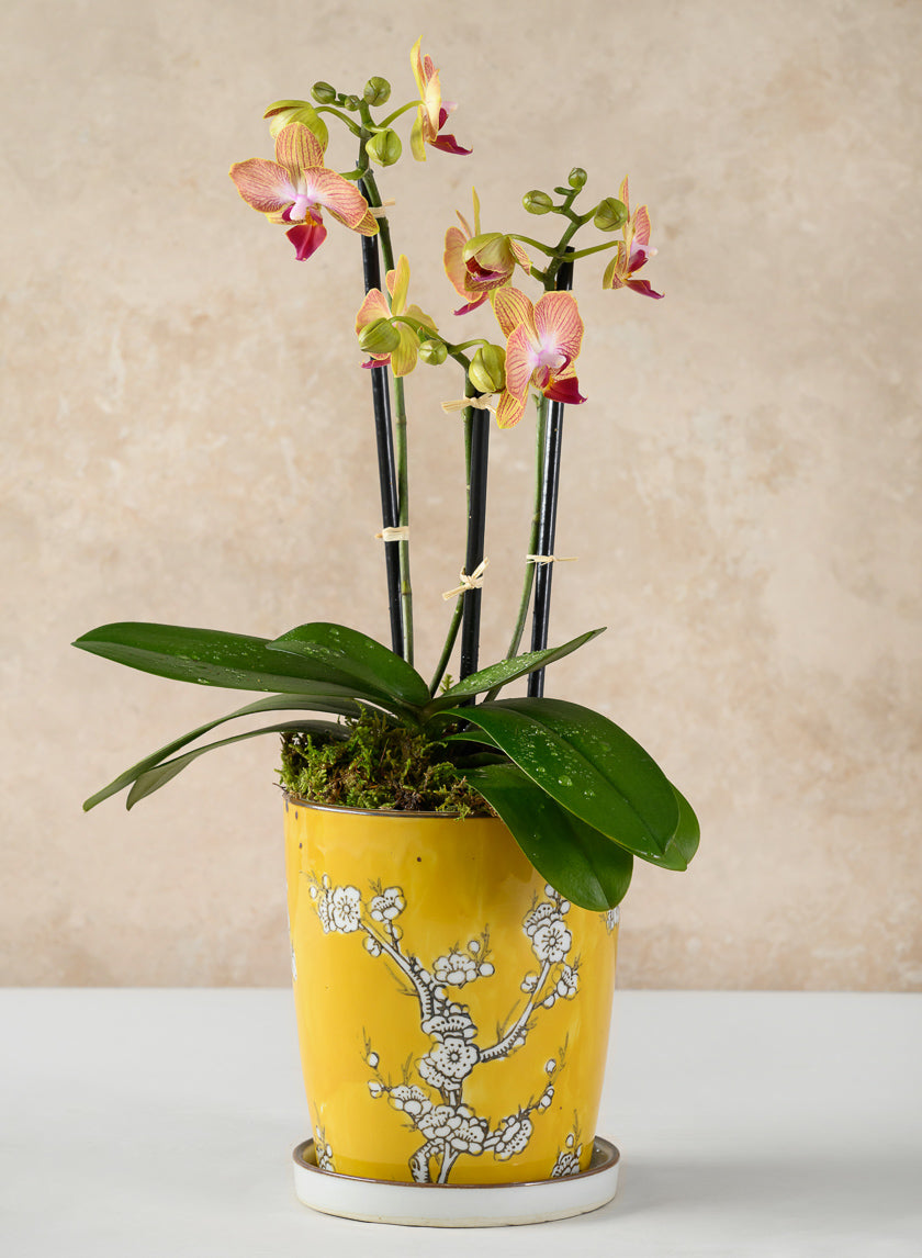 6in Tall Saffron Ceramic Pot with Saucer