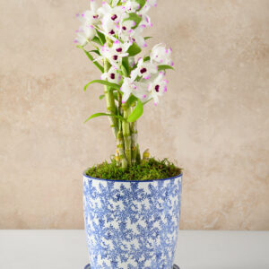 8in Tall Ceramic Planter with Saucer