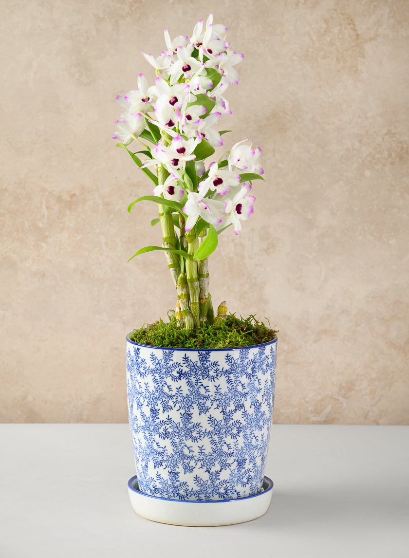 8in Tall Ceramic Planter with Saucer