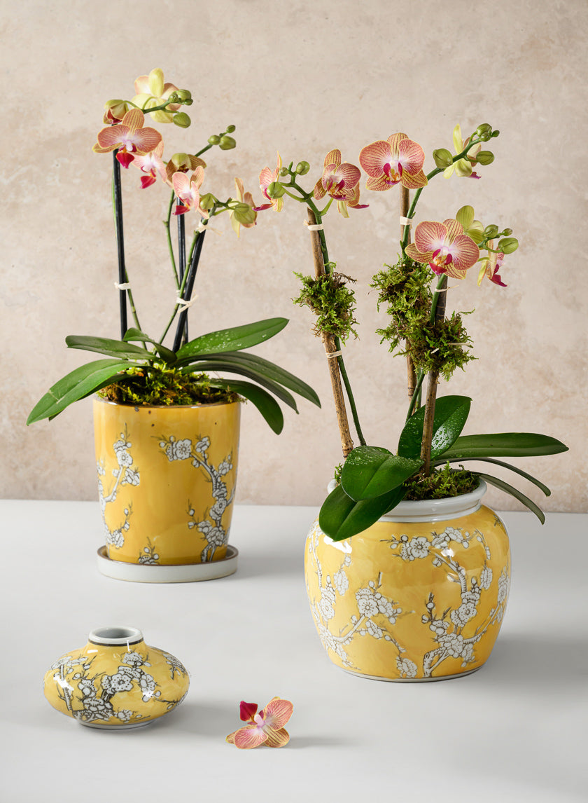 6in Tall Saffron Ceramic Pot with Saucer - Image 5