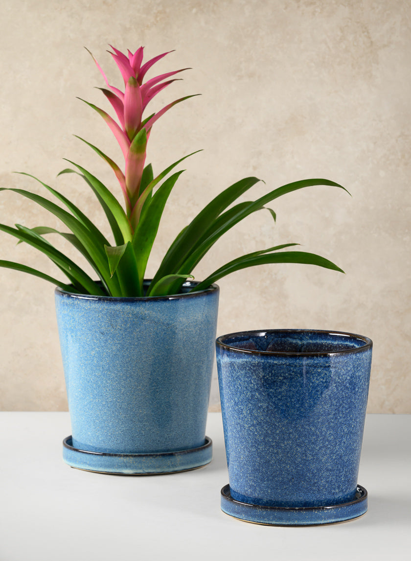 Plant Vessels
