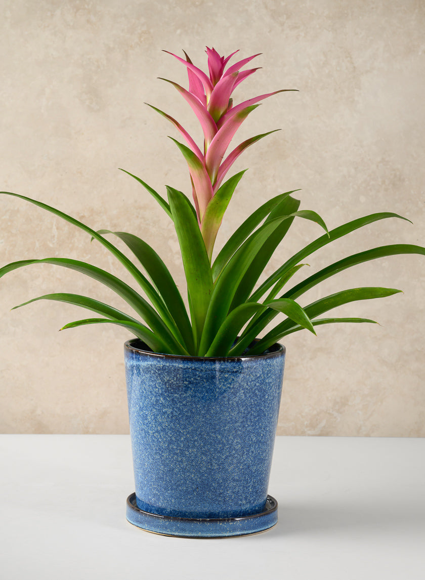 Ice Blue Ceramic Pot with Saucer - Image 3