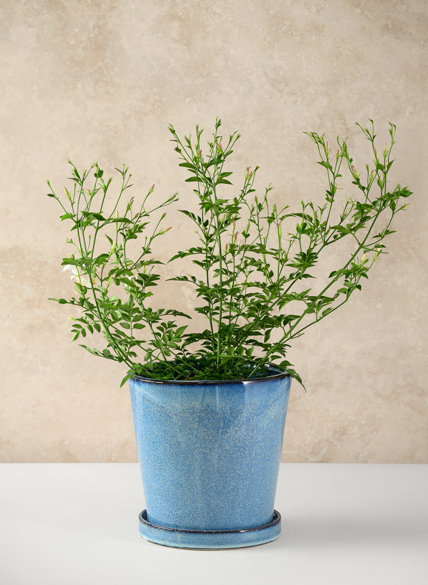 Ice Blue Ceramic Pot with Saucer - Image 5