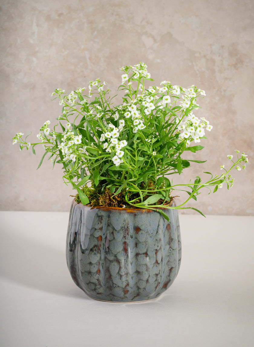 4.5in Tall Grey Glazed Ceramic Cachepot