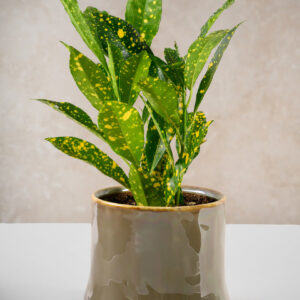4.5in Tall Vintage Green Ceramic Cachepot