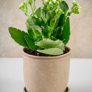 5in Tall Light Brown Ceramic Pot with Saucer