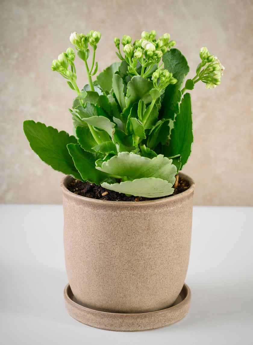 5in Tall Light Brown Ceramic Pot with Saucer