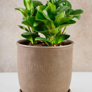 7.5in Tall Dark Brown Ceramic Pot with Saucer
