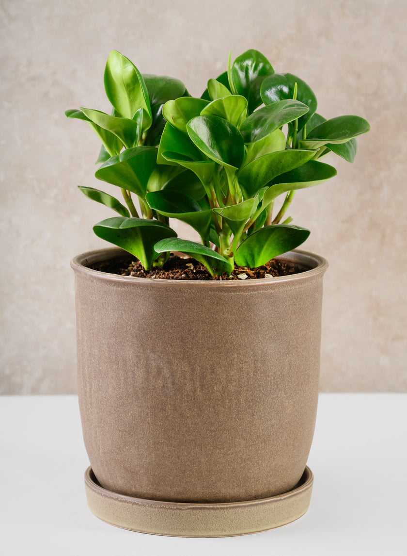 7.5in Tall Dark Brown Ceramic Pot with Saucer