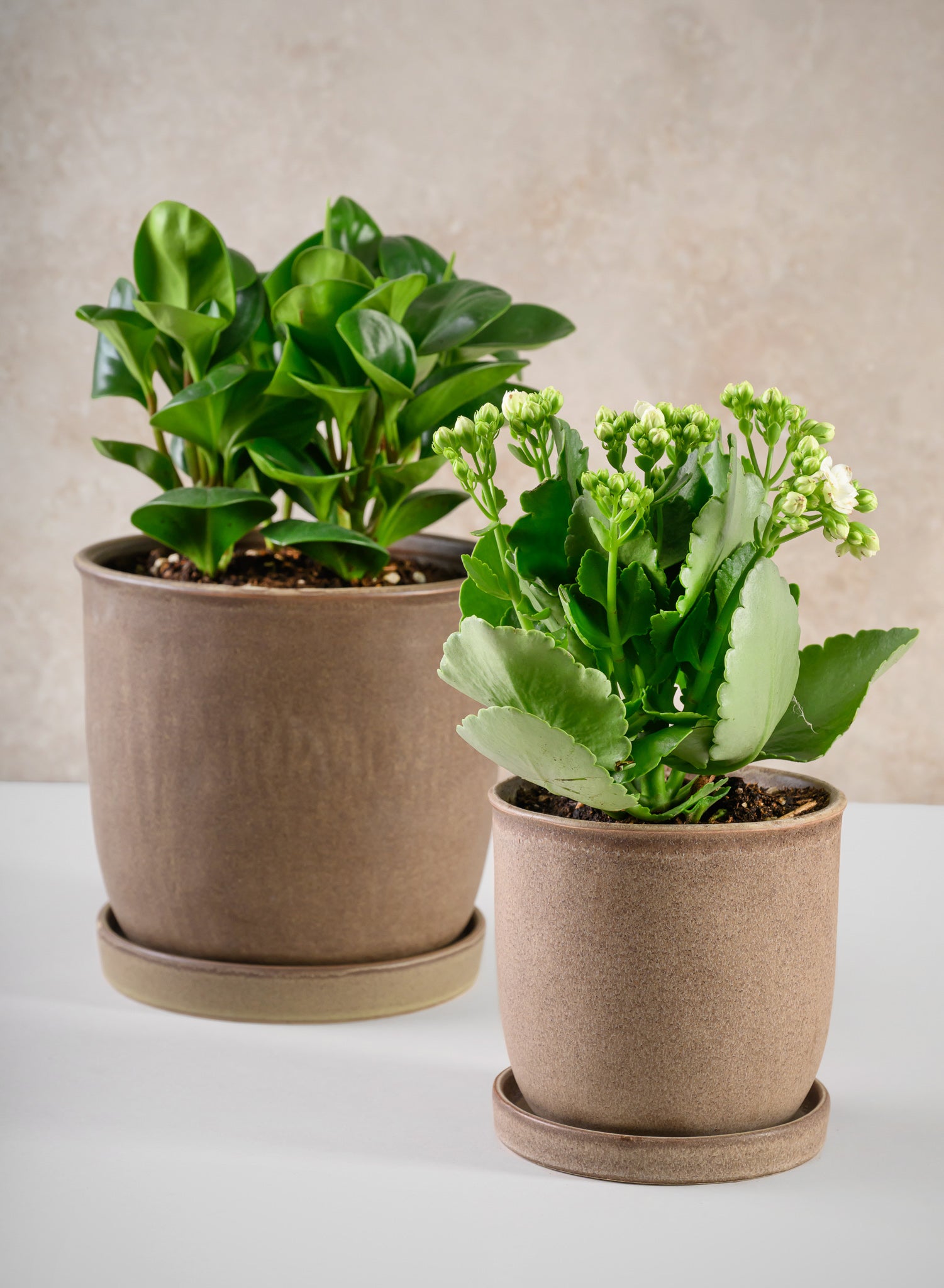 7.5in Tall Dark Brown Ceramic Pot with Saucer - Image 4