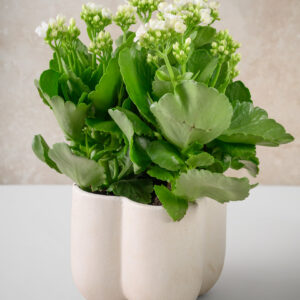 5in Tall Sand White Ceramic Cachepot