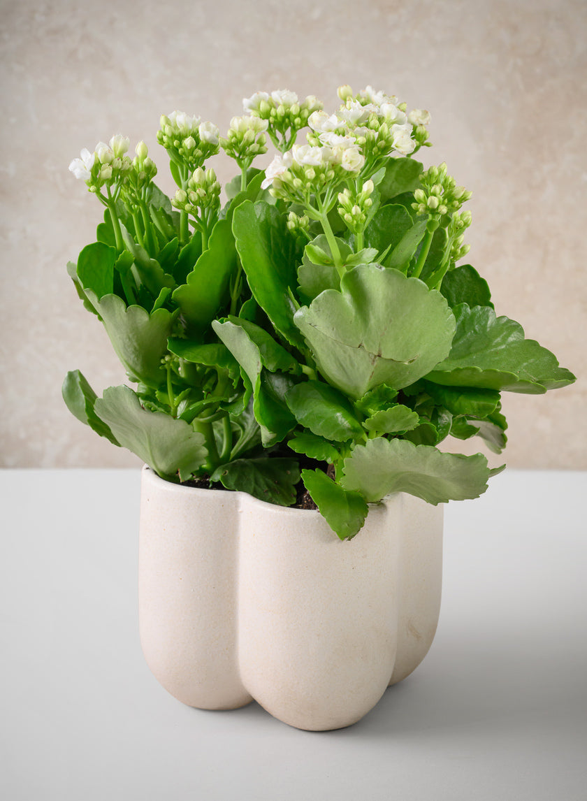 5in Tall Sand White Ceramic Cachepot