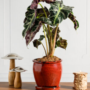 7in Tall Oxblood Red Ceramic Pot with Saucer