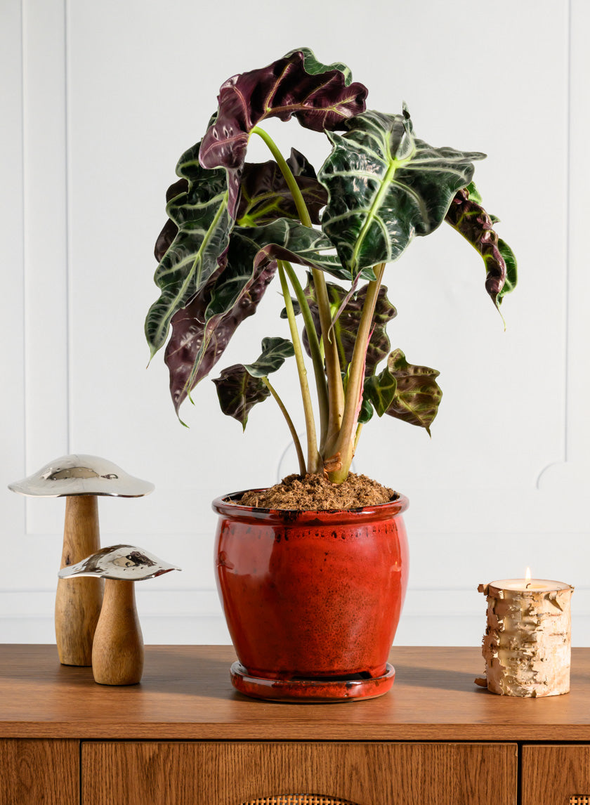 7in Tall Oxblood Red Ceramic Pot with Saucer