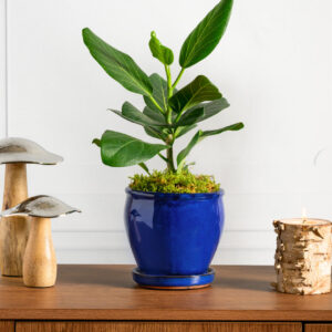6in Tall Blue Glaze Ceramic Pot with Saucer