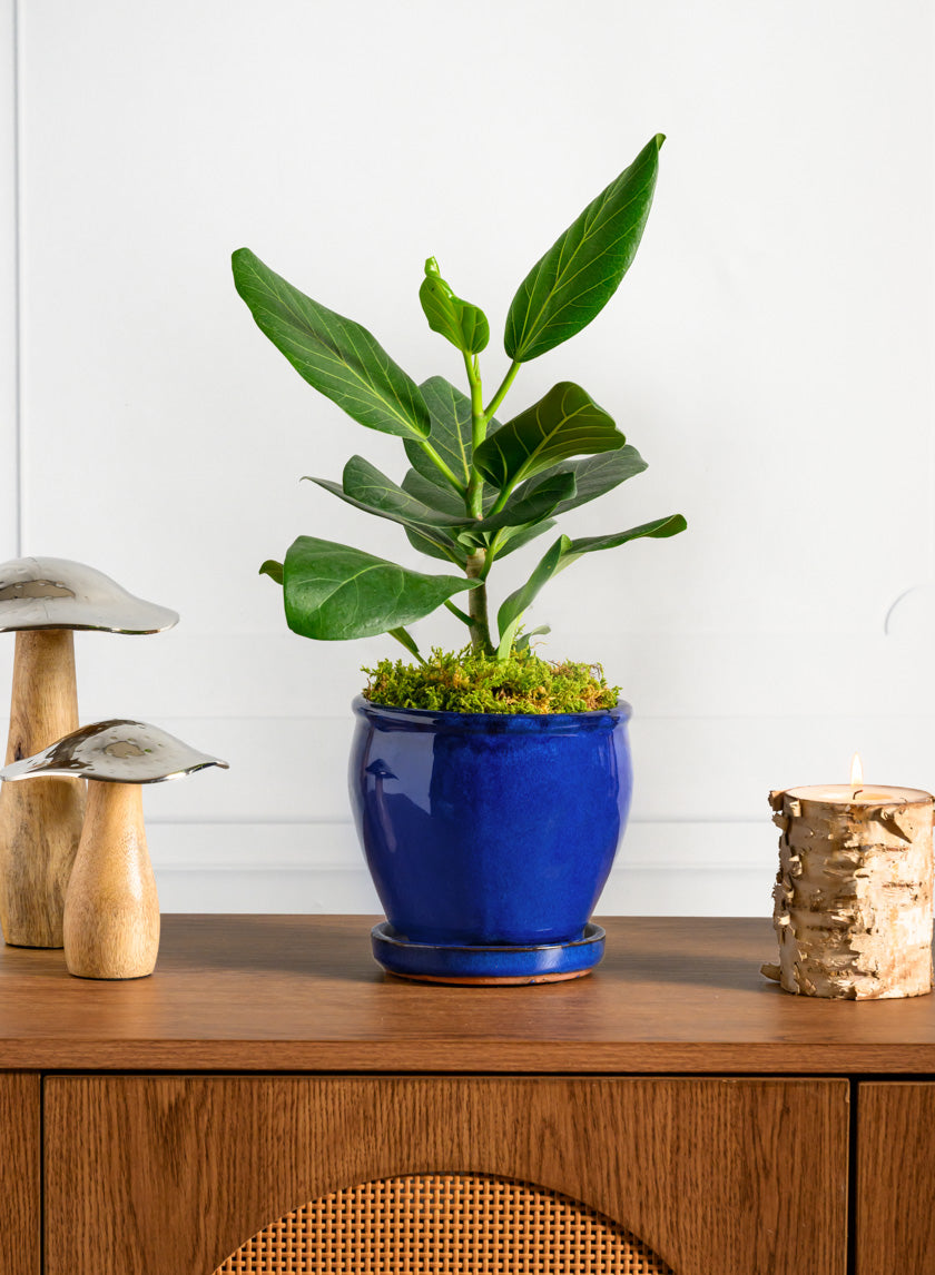 6in Tall Blue Glaze Ceramic Pot with Saucer