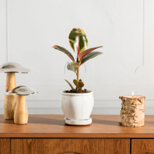5in Tall Cloud White Ceramic Pot with Saucer