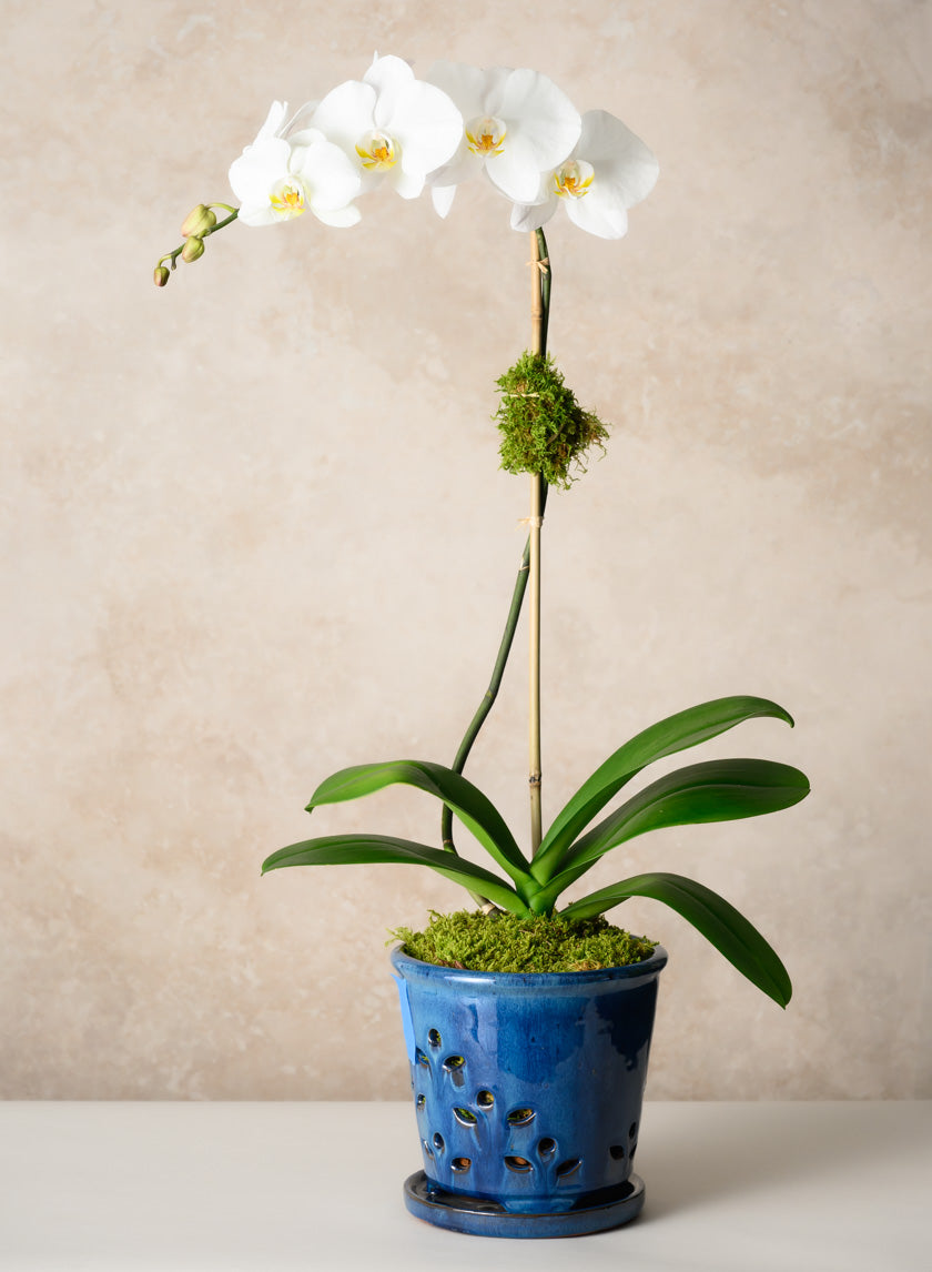 7in Tall Blue Orchid Ceramic Pot with Saucer