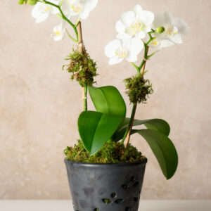 6in Tall Platinum Orchid Ceramic Pot with Saucer