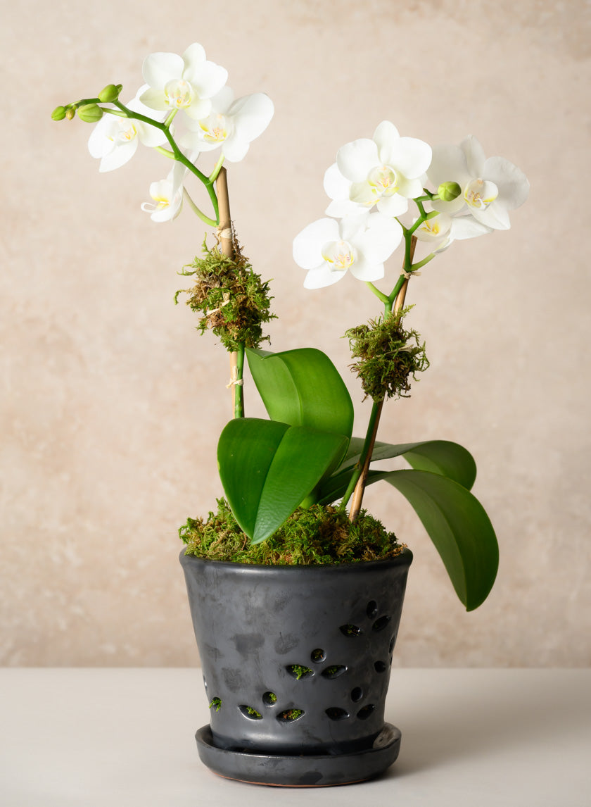 6in Tall Platinum Orchid Ceramic Pot with Saucer