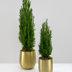 Brass-Look Aluminum Pot
