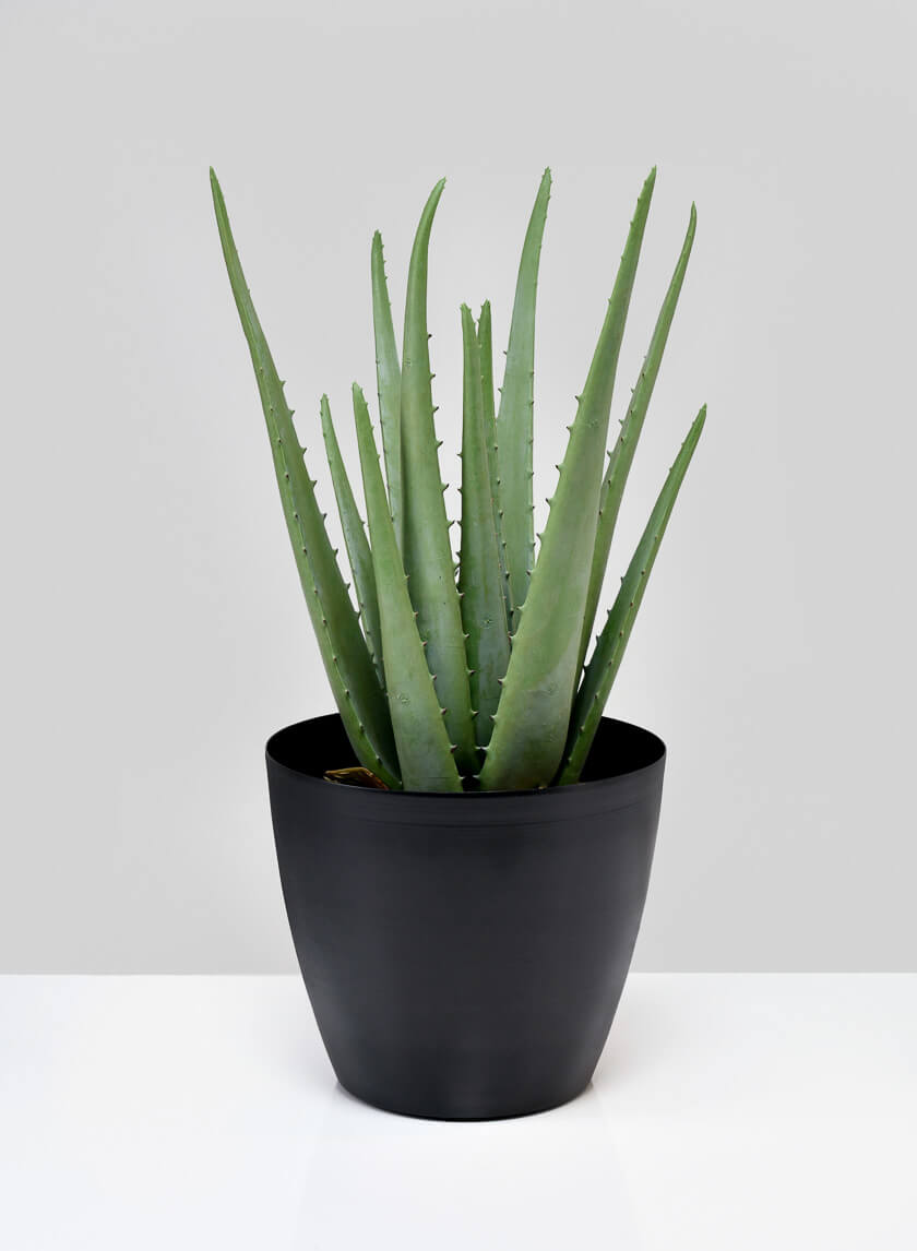 5.5in Tall Black Iron Cachepot Set of 2